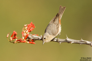 SONGBIRDS
